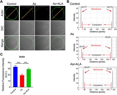 Alpha-lipoic acid supplementation restores the meiotic competency and fertilization capacity of porcine oocytes induced by arsenite